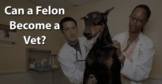 Can a Felon Become a Vet