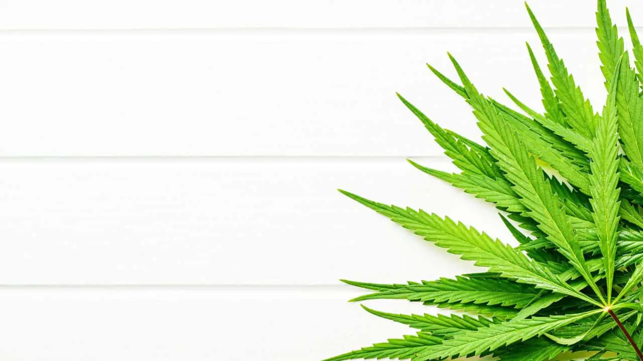 header graphic for does amazon drug test for weed post