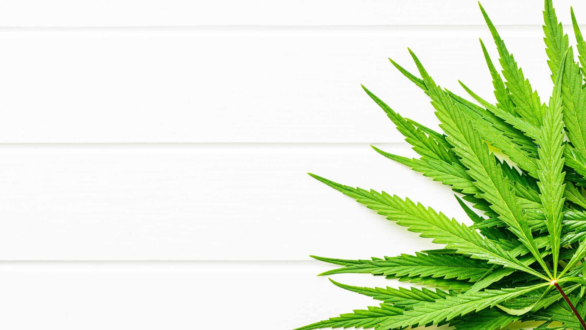 header graphic for does amazon drug test for weed post