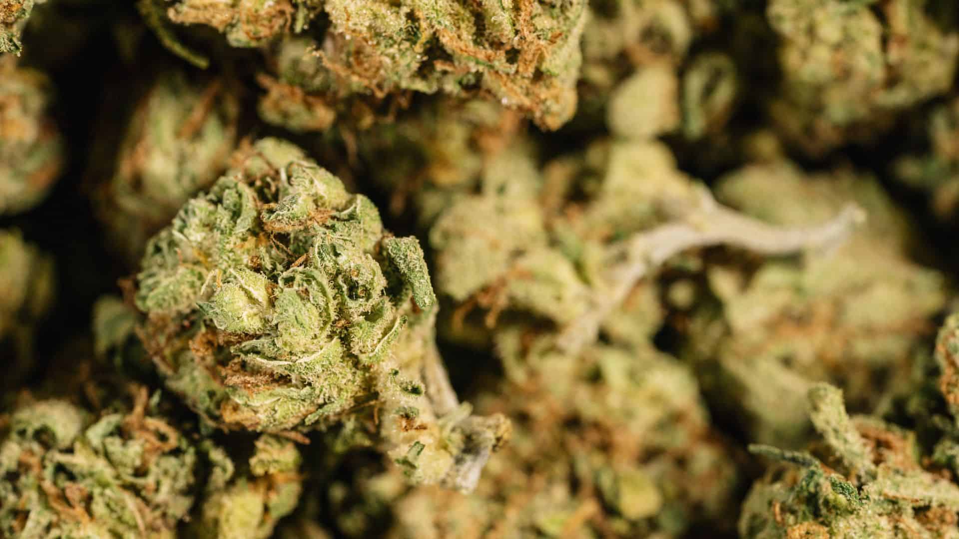 image of marijuana buds for does amazon drug test for weed faq section